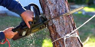 How Our Tree Care Process Works  in  Beaufort, NC