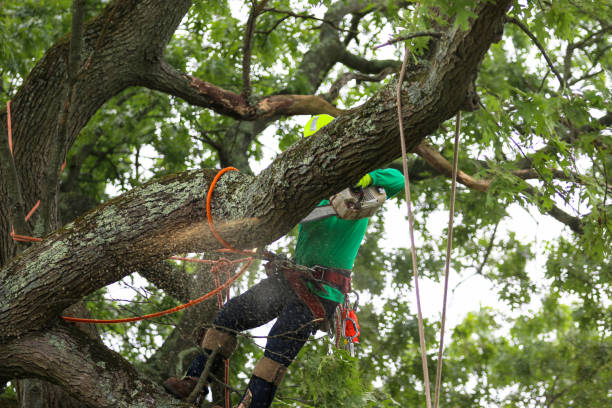 Reliable Beaufort, NC Tree Care Solutions